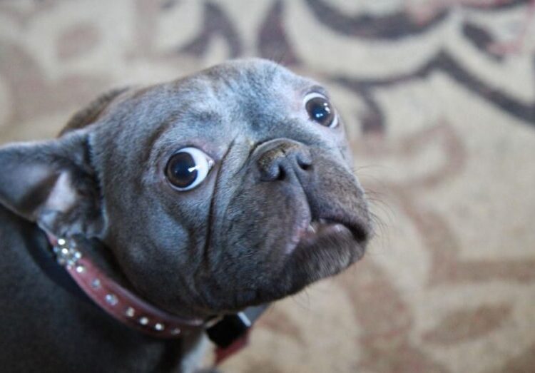 Guía de supervivencia para mascotas frente a la pirotecnia: cómo proteger a tu perro del miedo a los petardos