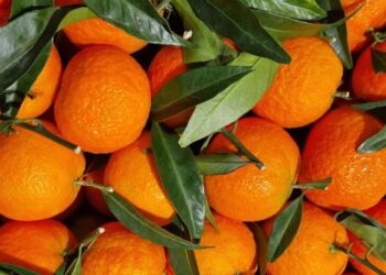 Marruecos capitaliza la caída de España y se dispara hasta un 2,5% de la cuota de mercado de mandarinas en Alemania