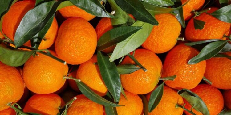 Marruecos capitaliza la caída de España y se dispara hasta un 2,5% de la cuota de mercado de mandarinas en Alemania