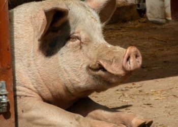 El precio del cerdo sufre la mayor caída en 30 años por la crisis de la peste porcina africana en Cataluña