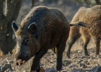 Un bocadillo con embutido contaminado, principal hipótesis sobre el origen de la peste porcina en Cataluña