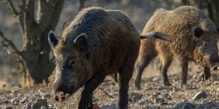 Un bocadillo con embutido contaminado, principal hipótesis sobre el origen de la peste porcina en Cataluña