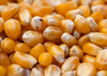 Alerta alimentaria en España: Sanidad ordena la retirada del maíz «Alipende» por presencia de soja no declarada