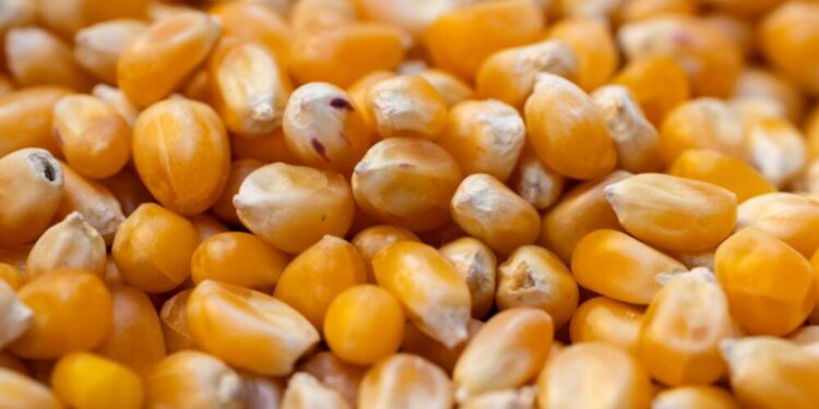 Alerta alimentaria en España: Sanidad ordena la retirada del maíz «Alipende» por presencia de soja no declarada