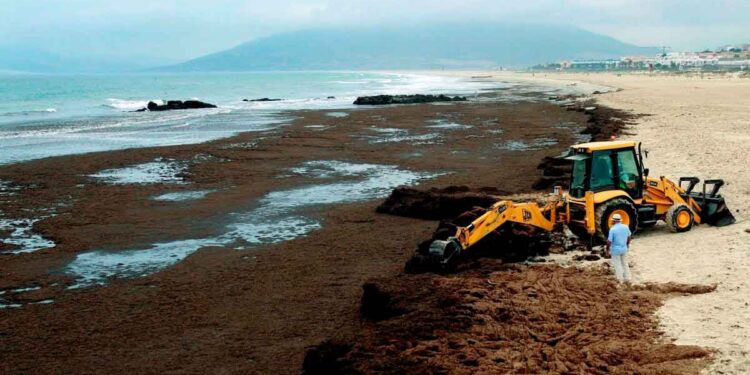De amenaza marina a recurso sostenible: Cádiz explora nuevas soluciones para el alga invasora