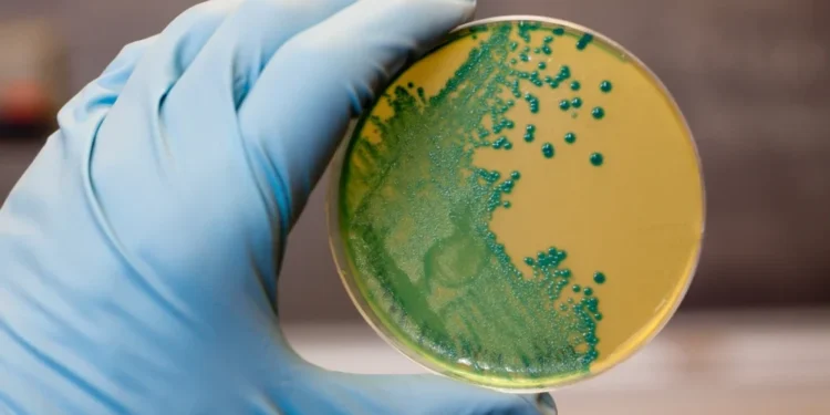 Alerta en Europa por la Listeria: Récord de infecciones graves y alta letalidad vinculada al envejecimiento y alimentos ‘listos para comer’