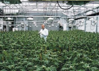 Desmantelan un gigantesco invernadero de marihuana con casi 3.000 plantas cerca de Santiago