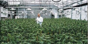 Desmantelan un gigantesco invernadero de marihuana con casi 3.000 plantas cerca de Santiago