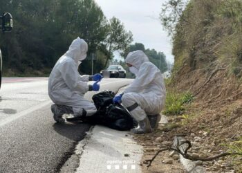 La UE alerta sobre el peligro de actuaciones precipitadas en el brote de peste porcina en Cataluña