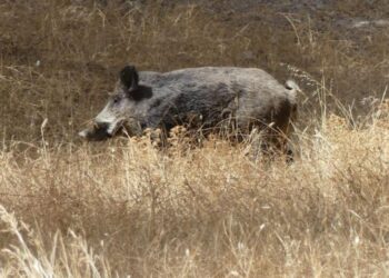 La Peste Porcina Africana suma 13 casos en Cataluña: Agricultura confirma nuevos focos en Cerdanyola del Vallès