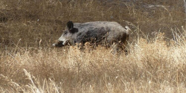 La Peste Porcina Africana suma 13 casos en Cataluña: Agricultura confirma nuevos focos en Cerdanyola del Vallès