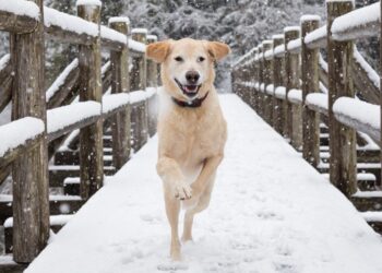 Cómo afecta el frío a la piel del perro: riesgos comunes y cuidados básicos en invierno