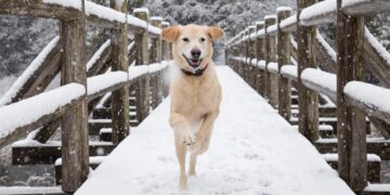 Cómo afecta el frío a la piel del perro: riesgos comunes y cuidados básicos en invierno
