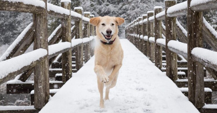 Cómo afecta el frío a la piel del perro: riesgos comunes y cuidados básicos en invierno