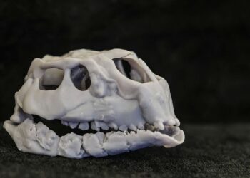 BURGOS, 02/02/2026.- Cráneo de una nueva especie de dinosaurio hallado en los yacimientos paleontológicos de la sierra de la Demanda de Burgos. El presidente del Colectivo Arqueológico y Paleontológico de Salas (CAS), y director del Museo de los Dinosaurios de Salas de los Infantes, Fidel Torcida, presenta el hallazgo de un nuevo dinosaurio localizado en las campañas de excavaciones de los yacimientos de la sierra de la Demanda, en la provincia de Burgos. EFE/ Santi Otero