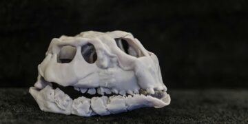 BURGOS, 02/02/2026.- Cráneo de una nueva especie de dinosaurio hallado en los yacimientos paleontológicos de la sierra de la Demanda de Burgos. El presidente del Colectivo Arqueológico y Paleontológico de Salas (CAS), y director del Museo de los Dinosaurios de Salas de los Infantes, Fidel Torcida, presenta el hallazgo de un nuevo dinosaurio localizado en las campañas de excavaciones de los yacimientos de la sierra de la Demanda, en la provincia de Burgos. EFE/ Santi Otero