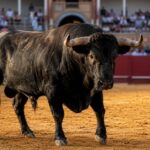 Dónde ver toros este fin de semana: Canal Sur, Telemadrid y CMMedia retransmiten corridas, novilladas y recortadores