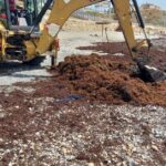 Emergencia ambiental en Ceuta: La Ciudad retira más de 1.200 toneladas de alga asiática en solo una semana