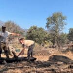Los bisontes de Robledo de Chavela ejercen de «cortafuegos natural» y salvan una reserva del macroincendio de Madrid