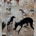 Rescatan en Pinos Puente a 20 perros en grave estado entre basura, restos de comida y excrementos