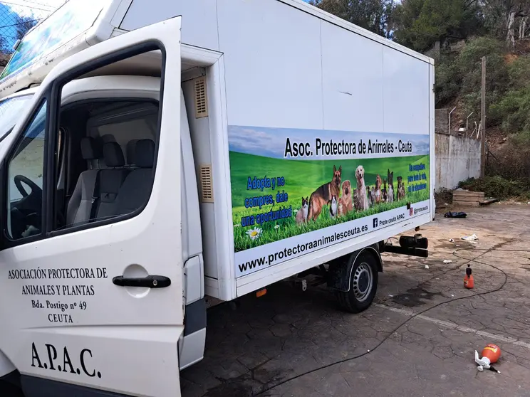 Ceuta: La Protectora insiste en rigor sobre gatos desaparecidos