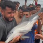 El riesgo de comer carne de delfín por su alto nivel de mercurio