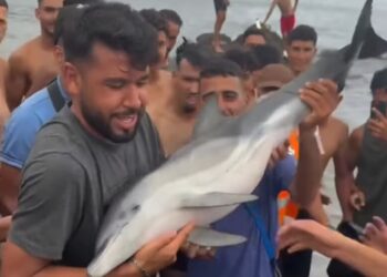 El riesgo de comer carne de delfín por su alto nivel de mercurio