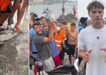 Denuncian ante la Guardia Civil la muerte a golpes de una cría de delfín protegido en una playa de Ceuta Denuncian ante la Guardia Civil la muerte a golpes de una cría de delfín protegido en una playa de Ceuta