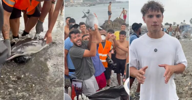 Denuncian ante la Guardia Civil la muerte a golpes de una cría de delfín protegido en una playa de Ceuta Denuncian ante la Guardia Civil la muerte a golpes de una cría de delfín protegido en una playa de Ceuta