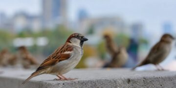 Aves que puedes ver en la ciudad y cómo reconocerlas