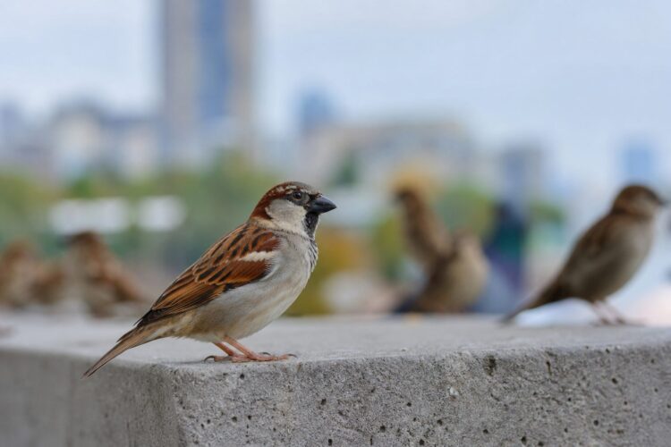 Aves que puedes ver en la ciudad y cómo reconocerlas