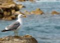 Aves y fauna del litoral ceutí: qué ver y dónde