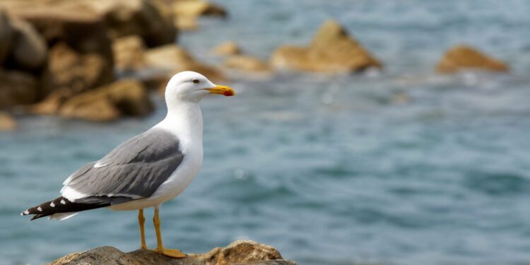 Aves y fauna del litoral ceutí: qué ver y dónde