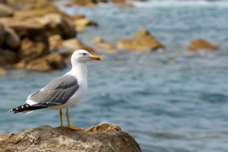 Aves y fauna del litoral ceutí: qué ver y dónde Aves y fauna del litoral ceutí: qué ver y dónde