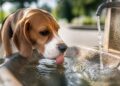 Cómo proteger a las mascotas del calor Cómo proteger a las mascotas del calor