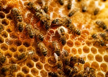 Cómo se hace la miel: el trabajo invisible de las abejas