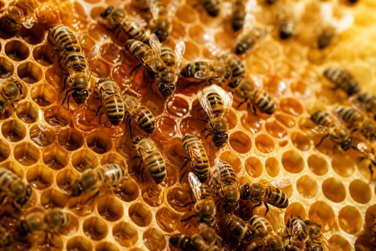 Cómo se hace la miel: el trabajo invisible de las abejas Cómo se hace la miel: el trabajo invisible de las abejas