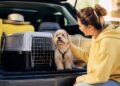 Cómo viajar con tu mascota: preparación y documentos