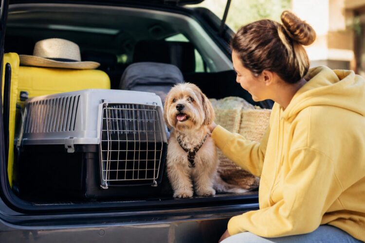 Cómo viajar con tu mascota: preparación y documentos
