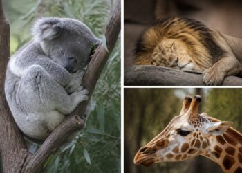 El sueño de los animales: quién duerme más y quién casi nada El sueño de los animales: quién duerme más y quién casi nada