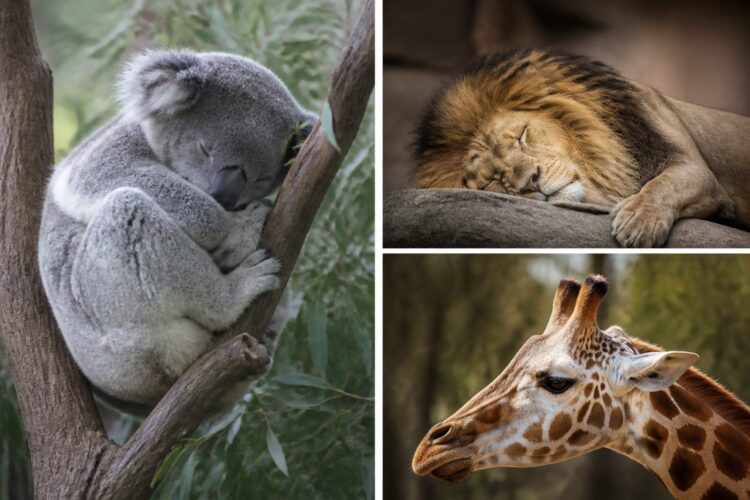 El sueño de los animales: quién duerme más y quién casi nada