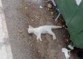 Un juez de Ceuta abre diligencias para investigar el hallazgo de gatos comunitarios muertos y mutilados Un juez de Ceuta abre diligencias para investigar el hallazgo de gatos comunitarios muertos y mutilados