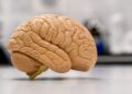 Mitos sobre el cerebro que la ciencia ya desmintió