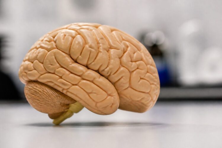 Mitos sobre el cerebro que la ciencia ya desmintió