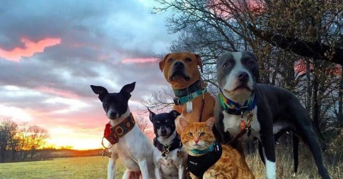 La Audiencia Nacional admite como acusación popular a una asociación dirigida por cuatro perros y un gato La Audiencia Nacional admite como acusación popular a una asociación dirigida por cuatro perros y un gato