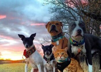 La Audiencia Nacional admite como acusación popular a una asociación dirigida por cuatro perros y un gato La Audiencia Nacional admite como acusación popular a una asociación dirigida por cuatro perros y un gato