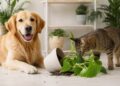 Qué plantas son tóxicas para gatos y perros: guía práctica para evitar riesgos