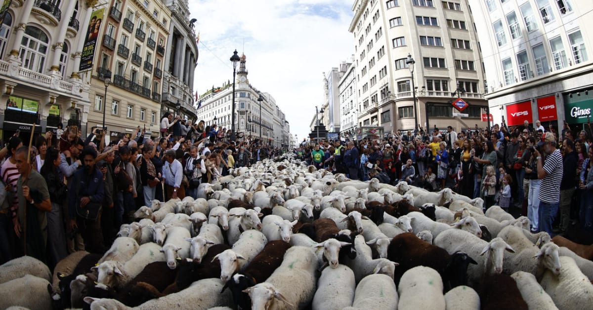 La acampada en la Puerta del Sol obliga a modificar el recorrido de la tradicional Fiesta de la Trashumancia en Madrid La acampada en la Puerta del Sol obliga a modificar el recorrido de la tradicional Fiesta de la Trashumancia en Madrid