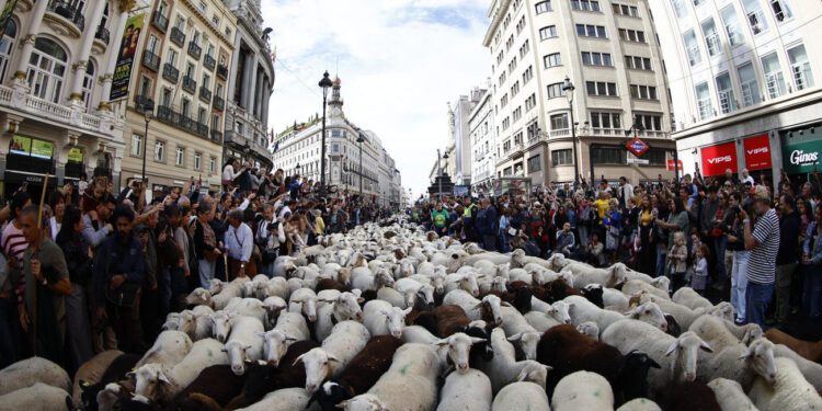 La acampada en la Puerta del Sol obliga a modificar el recorrido de la tradicional Fiesta de la Trashumancia en Madrid