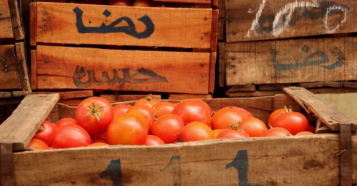 Marruecos consolida el ‘sorpasso’ a España y se afianza como segundo proveedor de tomate en la Unión Europea